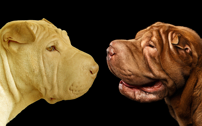 Traditionele vs moderne shar-pei