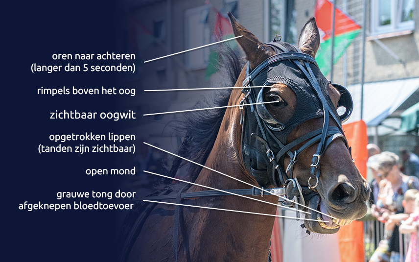 Pijnsignalen paard kortebaandraverij