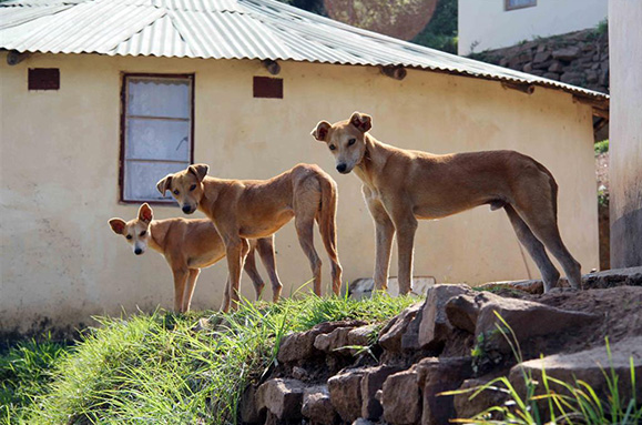 Straathonden in Zuid-Afrika. Foto: Daniel Stewart.