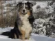 Australian shepherd