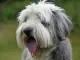 Bearded collie