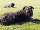 Bouvier des Flandres / Vlaamse koehond