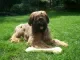 Briard