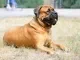 Bullmastiff