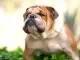 Engelse bulldog