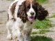 Engelse springerspaniel