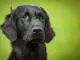 Flatcoated retriever