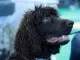 Ierse waterspaniel