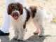 Lagotto romagnolo