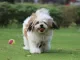 Lhasa apso