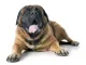 Mastiff