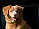 Nova Scotia duck tolling retriever