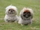 Pekinees / pekingees