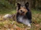 Shetland sheepdog