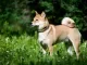 Shiba