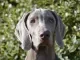 weimaraner