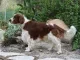 Welsh springerspaniel