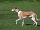 Whippet