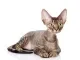 Devon rex