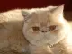 Exotisch korthaar (exotic shorthair)