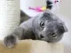 Scottish fold