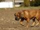 Boerboel