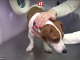 Hondje na operatie