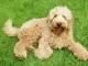 Labradoodle