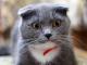 Scottish Fold