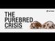 The Purebred Crisis