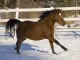 Paard in de sneeuw