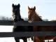 Paarden in de sneeuw