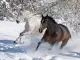 Winterpaarden