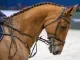 paard met bit op Jumping Amsterdam