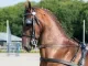 paard op op wedstrijd aangespannen sport