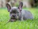 blue french bulldog