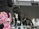 Franse bulldog met afgesloten neusgaten: hondenshow Amsterdam 2017