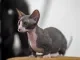 Bambino sphynx: designer cat - kaal en met korte poten