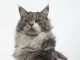 Maine coon