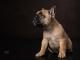 Franse bulldogpup met snuitje