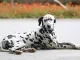 dalmatische hond