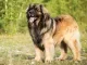 Leonberger