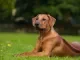 Rhodesian ridgeback