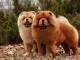 chowchow