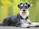 middenslagschnauzer