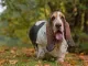 basset