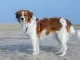 nederlandse kooikerhondje