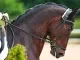 Waarom paarden niet thuishoren op de Olympische Spelen