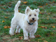 West highland white terrier