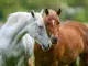 Dier&Recht wint rechtszaak over welzijn van paarden op maneges